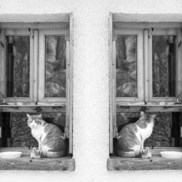 Eva Oriol. Ventana con misino. 2º Puesto. 02/2013