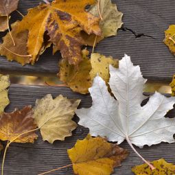 _Lizano David_Hojas de otoño_Mayo_Obligado