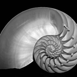 Jesus_Tejel-Gimenez_Nautilus_02-2020-Fotografía matemática