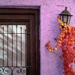 Miguel-Angel_Anson-Manso_La-vida-es-en-color,--vivamos._02-2020-Libre