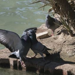 SUSANA_Carreras-Montoto_DUELO-DE-PALOMAS_02-2020-Libre