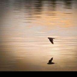 BELEN_LLAMAS-GRACIA_Vuelo-de-golondrina_03-2020-Libre