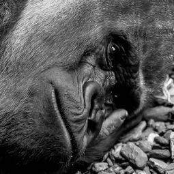 Joaquin_Adan-Peña_Evolution-or-manipulation-_03-2020-Libre