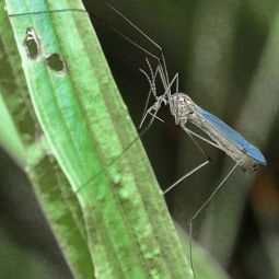 Santiago_CHOLIZ_mosquito_03-2020-Libre_Accesit