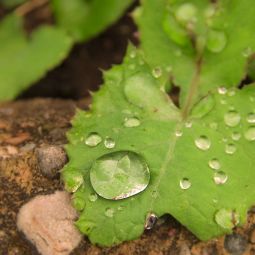 BELEN_LLAMAS-GRACIA_Tras-la-lluvia._04-2020-Libre