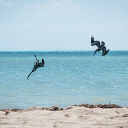 Carlos-Aurelio_Barboza-Grasa_Pescando_04-2020-Libre