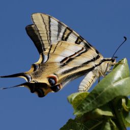 Concepcion_Escudero-Torres-Solanot_Iphiclides-podalirius_04-2020-Libre