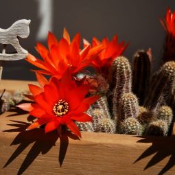 PILAR_GIAMBANCO_Flores-de-cactus_04-2020-Libre