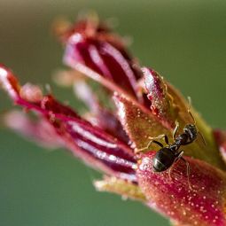 Pedro-Jose_Medrano-Rivases_Hormiga_04-2020-Libre