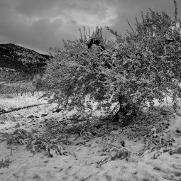 VICENTE_BLASCO-BERGUA_Despues-del-temporal_01-2020-Libre