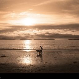 Jesus_Tejel-Gimenez_Garçon-et-chien-au-coucher-du-soleil-sur-la-plage_07-2020-Emulando a Gustave Le Gray