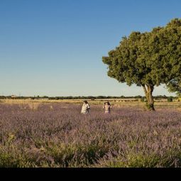 SUSANA_Carreras-Montoto_LAVANDA-CELESTIAL_07-2020-Libre