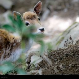 Joaquin_Adan-Peña_Bambi_09-2020-Libre