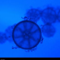Antonio_Moron_Covi-en-azul_10-2020-Libre