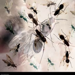 ANTONIO_UBEDA-GUTIERREZ-_Las-hormigas-de-ala_11-2020-Libre