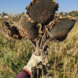 Carlos-Aurelio_Barboza-Grasa_Girasoles_11-2020-Libre