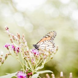 Alberto-Garcia-Gimenez_Buscando-el-Nectar_01-2021-Fotografía bokeh