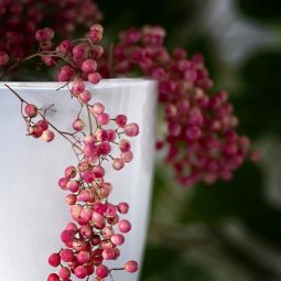 Carlos-Briz-Ponce_Fruto-colgante_01-2021-Fotografía bokeh