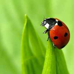 J.-Ignacio-Garcia-Palacin_Lady-Bug_01-2021-Fotografía bokeh