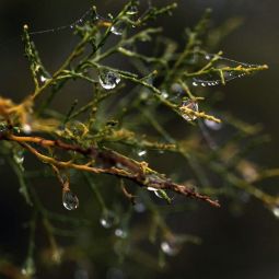 Jose-Miguel-Gomez-Lopez_Gotas_01-2021-Fotografía bokeh