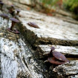 Jose-Pascual-Martinez_Herrajes-herejes_01-2021-Fotografia-bokeh.jpg