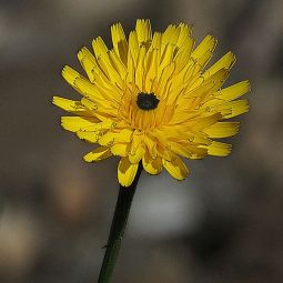 Santiago-Choliz_flor-amarilla_01-2021-Fotografia-bokeh.jpg