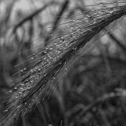 VICENTE-BLASCO-BERGUA_Espiga-y-rocio_01-2021-Fotografía bokeh