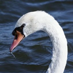 ANTONIO-UBEDA-GUTIERREZ-_El-cisne-de-Plaza_02-2021-