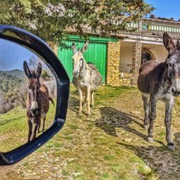 Carlos-Aurelio-Barboza-Grasa_Tres-burros_02-2021-Espejos, el reflejo invertido