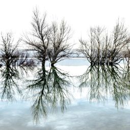 J.-Ignacio-Garcia-Palacin_Nature-persistence-lV_02-2021-Espejos, el reflejo invertido