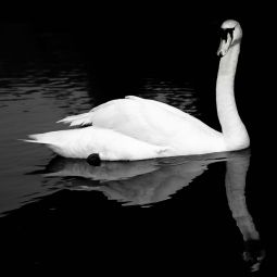 Joaquin-Adan-Peña_Cisne-blanco_03-2021-