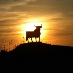 Julio-Sanchez-Millan_EL-TORO_03-2021-