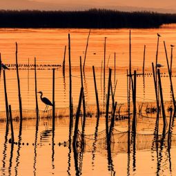 Jesus-Tejel-Gimenez_Albufera_05-2021-libre_Ganadora-del-mes