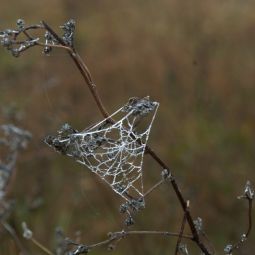 Julio-Sanchez-Millan_hielo-en-el-bosque_07-2021-libre