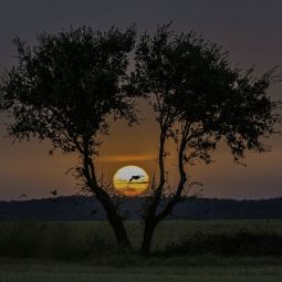 ANTONIO-UBEDA-GUTIERREZ-_PERDICES-AL-ATARDECER_09-2021-libre