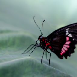 Joaquin-Adan-Peña_Papilio-anchisiades_10-2021-libre