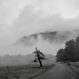 Carlos-Aurelio-Barboza-Grasa_Solitario_11-2021-Caminos