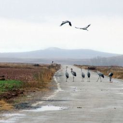 Mariano-Royo-Ambroj_Volviendo-a-casa_11-2021-Caminos_Accesit