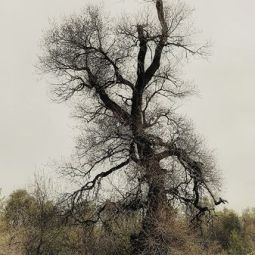 Pedro-Jose-Medrano-Rivases_El-arbol-bailarin_11-2021-libre