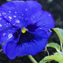 Antonio-Campos_Flor-mojada_05-2016-Obligado