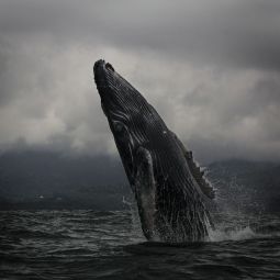 Antonio-Melendez_Ballena-jorobada_09-2019_Libre_Accesit