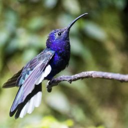Antonio-Melendez_Colibri_10-2019_Libre
