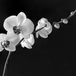 Antonio-Ubeda_ORQUIDEA_07-2019_Obligado