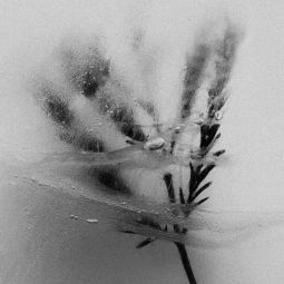 Carlos-Briz-Ponce_Hielo-en-flor_07-2019_Obligado