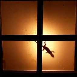 Eduardo-Barcelona-Otal_Lagartija_02-2019_Libre