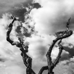 Eduardo-Barcelona-Otal_Ramas-suplicantes_07-2019_Obligado