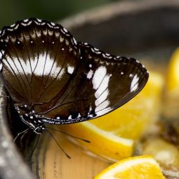 Joaquin-Adan-Peña_Mariposa-cuervo-indio-comun_02-2019_Libre