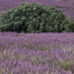 Jose-Garde_Higuera-en-campo-de-lavanda_07-2019_Libre
