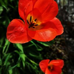 Jose-Pascual_Tulipan_04-2019_Libre