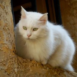 Julio-Sanchez-Millan_el-gatito_01-2019_Libre